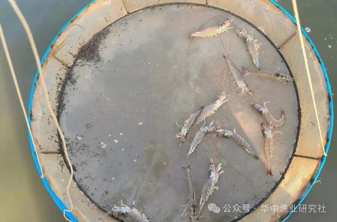 图8.jpg