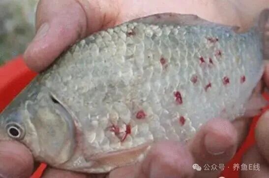 1760930204156242.jpg 2.jpg