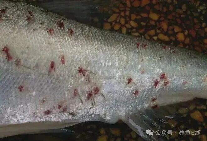 1760930222391966.jpg 3.jpg