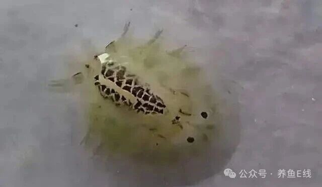 1760930318701204.jpg 6.jpg