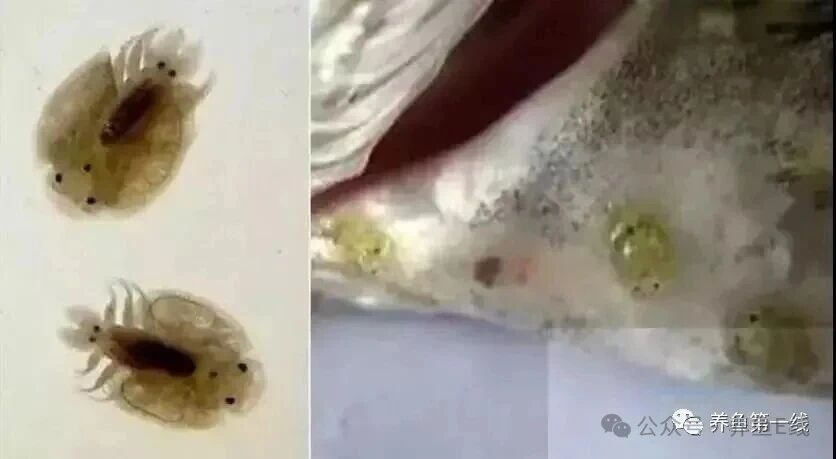 1760930338921766.jpg 7.jpg