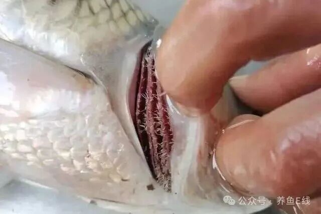 1760930384254681.jpg 8.jpg