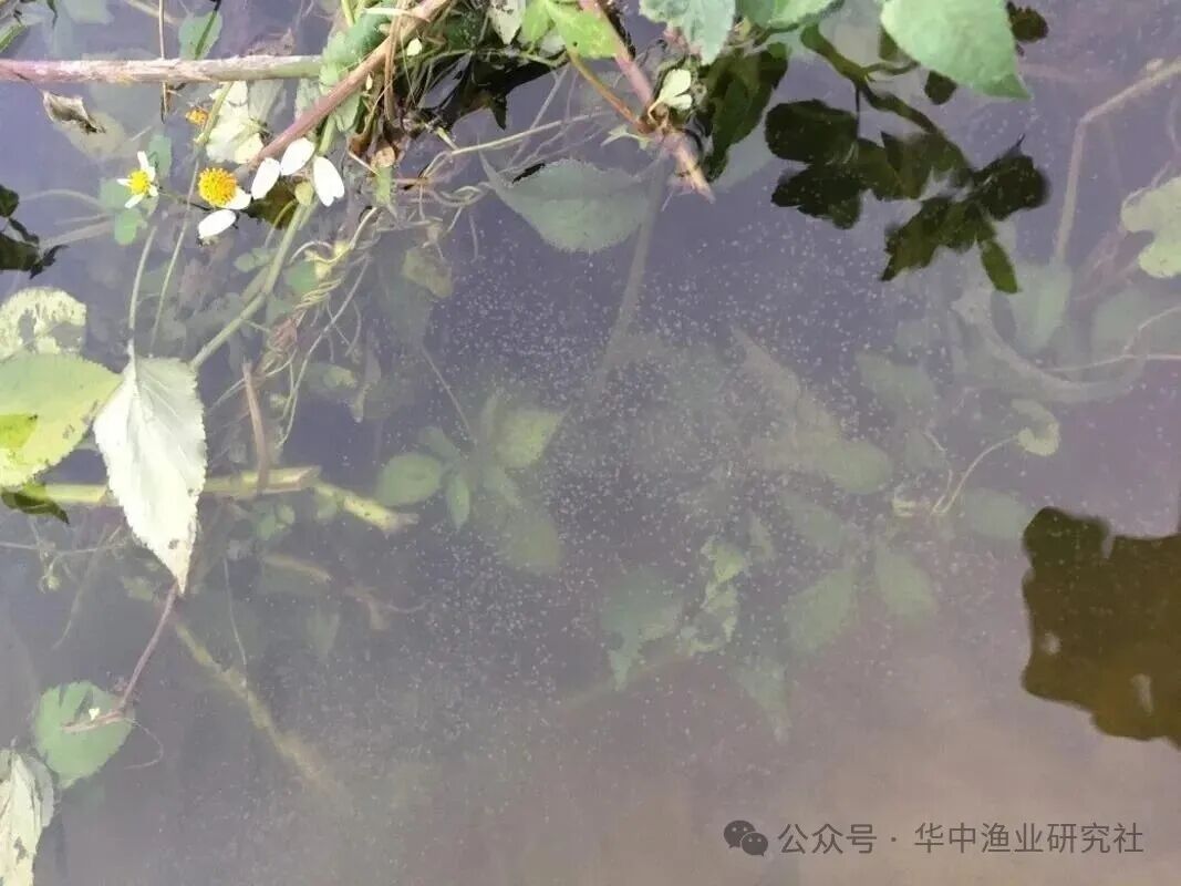 1761798206145440.jpg cb2c12f014b13730eba95423b1fb539f.jpg