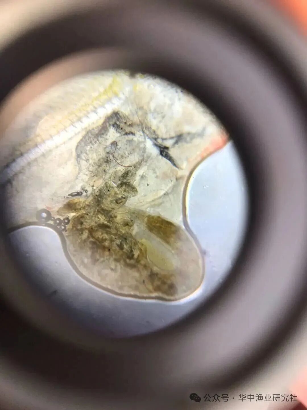 1761798227513224.jpg aff27d8e5555d8abb9b88bd4f9fa300e.jpg