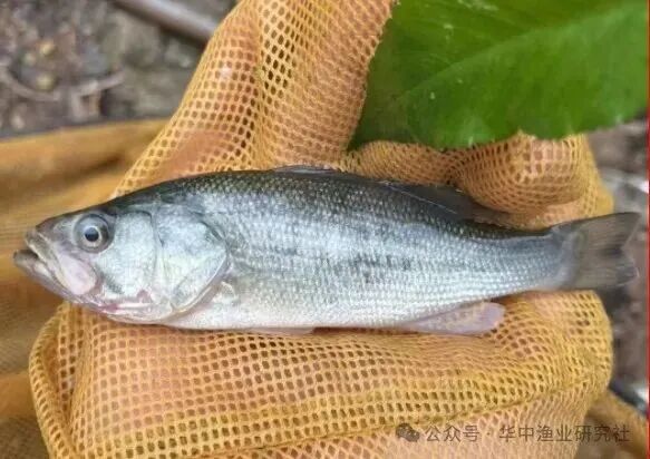 1761875647249048.jpg 1.jpg