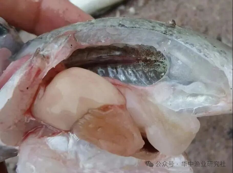 1761875668645177.jpg 2.jpg