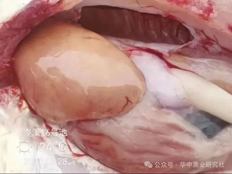 1761875688608957.jpg 3.jpg