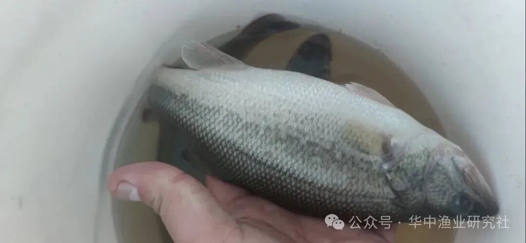 1761875702382615.jpg 4.jpg