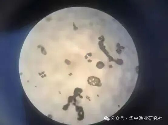 1762400084377487.jpg 3.jpg