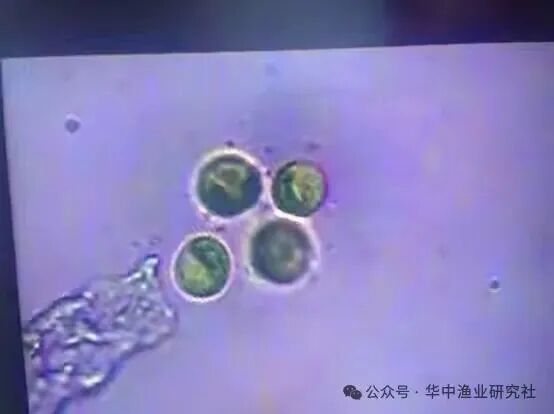 1762400251316730.jpg 11.jpg