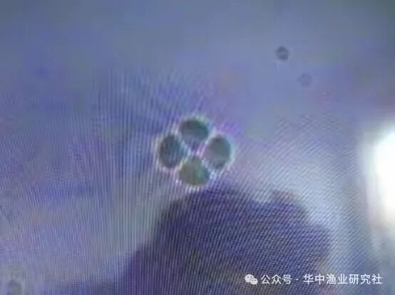 1762400289205673.jpg 13.jpg