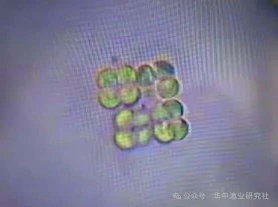 1762400327375167.jpg 14.jpg