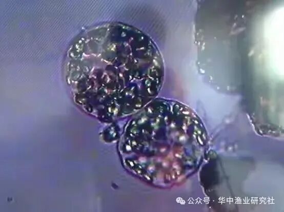 1762400404135064.jpg 17.jpg