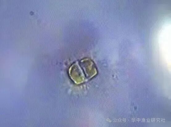 1762400548973384.jpg 20.jpg