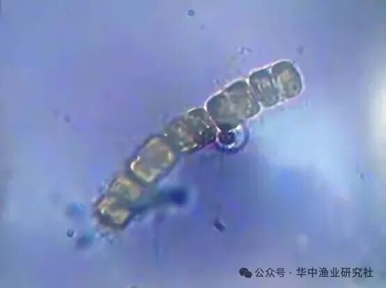 1762400559709893.jpg 21.jpg