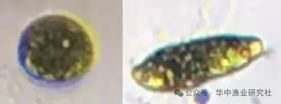 1762400644736952.jpg 25.jpg