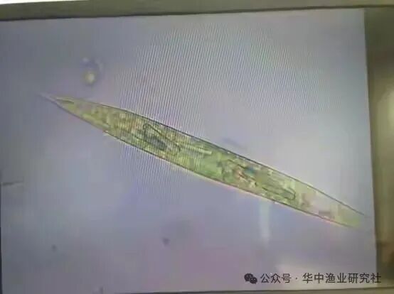 1762400686477484.jpg 26.jpg