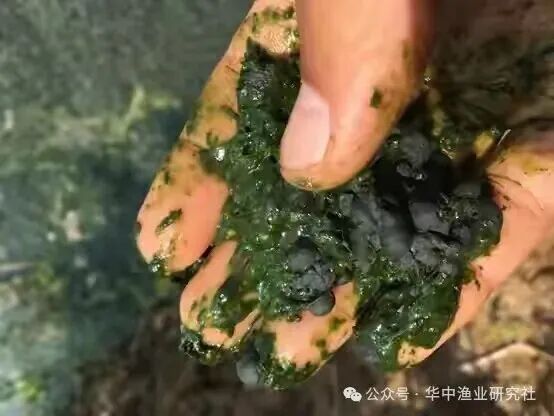 1762400783764972.jpg 31.jpg