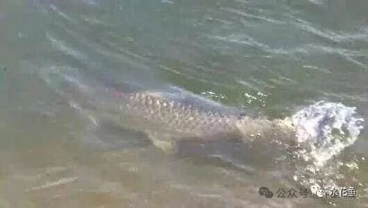 1762745334723301.jpg 3.jpg