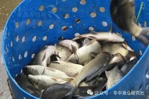 1762828609182495.jpg 4.jpg