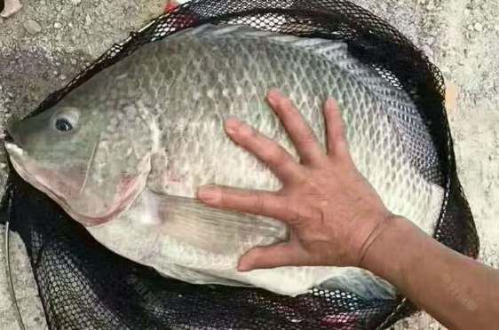 1762829445508595.png 6.png