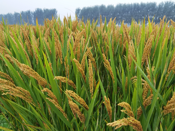 1762829585567490.png 8.png