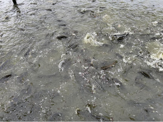 1762916654538322.png 6f8954631019128e6315ce7e5cd2f685.png