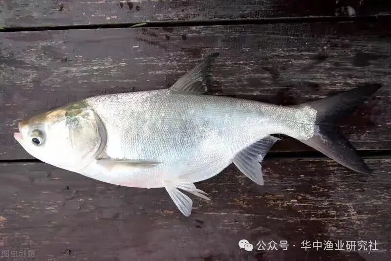 1762920240332316.jpg 696915f72efaadfd813a061f78c67620.jpg