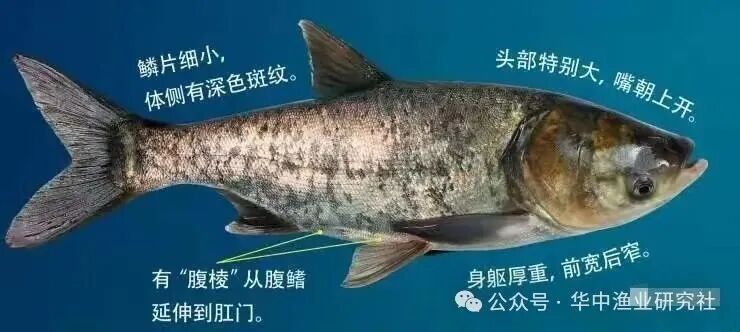 1762920259367371.jpg b947a70ef137f15fd441950f02a38904.jpg