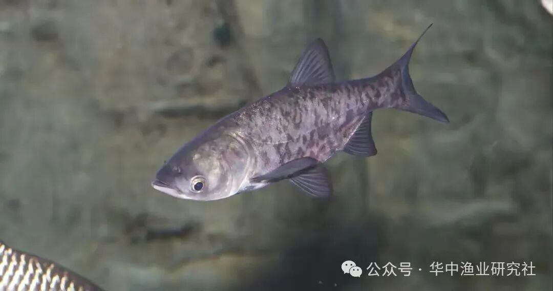 1762920329191106.jpg 3da7df4d18bf133db9c21590a6de6e77.jpg