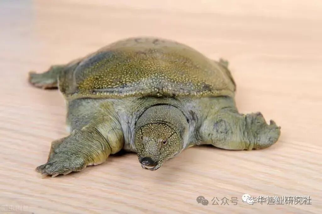 1763090109435944.jpg 5.jpg