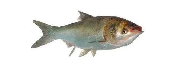 1763091171716688.jpg 14.jpg