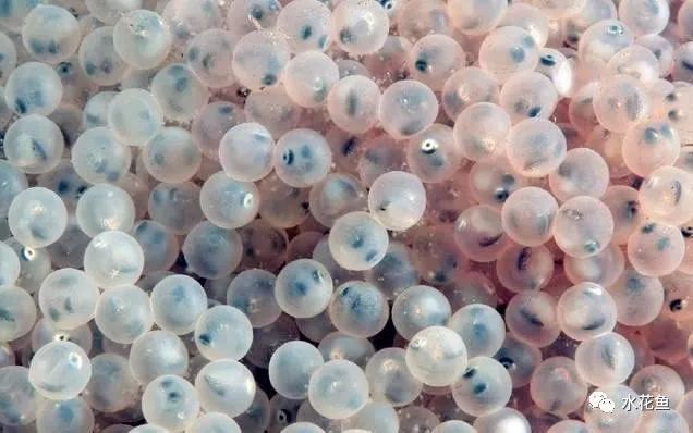 1763347987466778.jpg 1.jpg