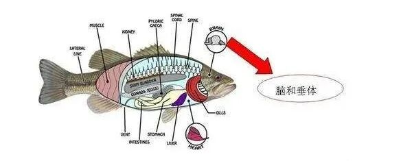 1763348157693893.jpg 8.jpg