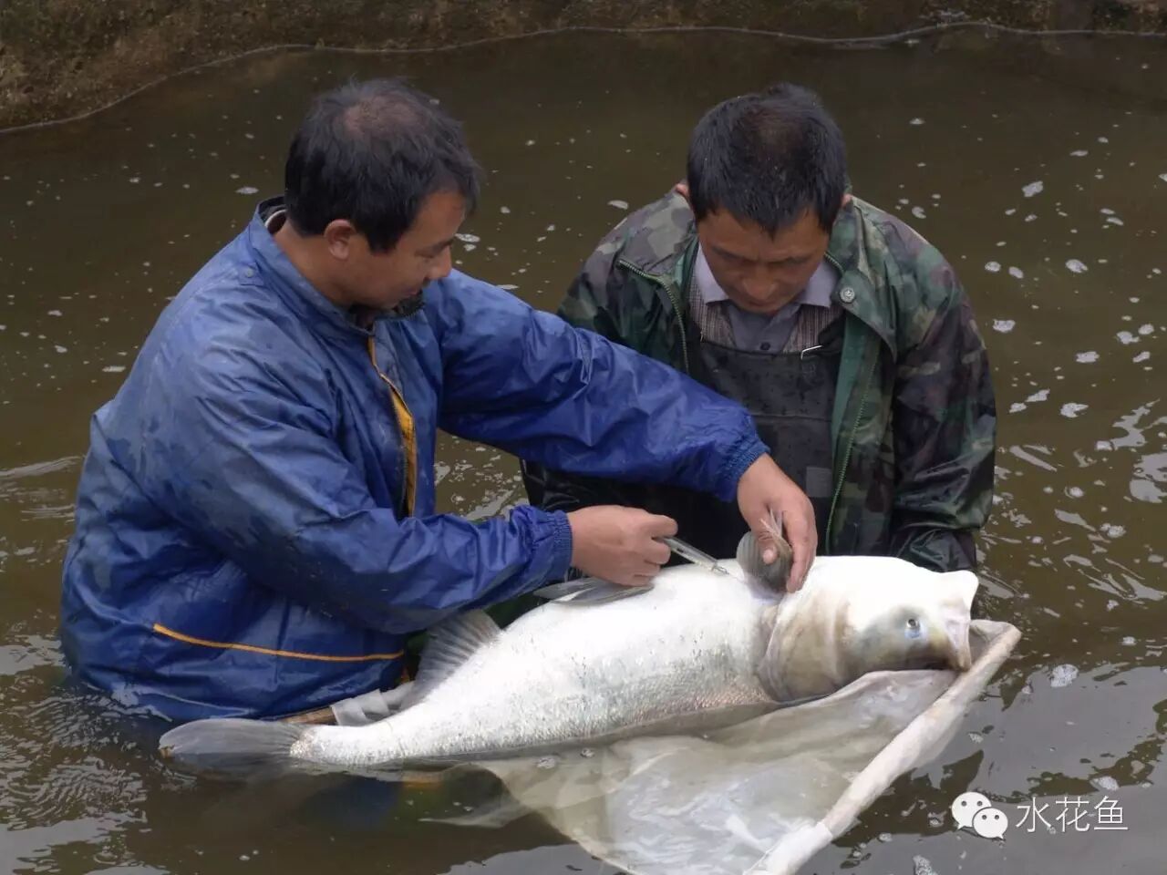 1763348242272445.jpg 13.jpg