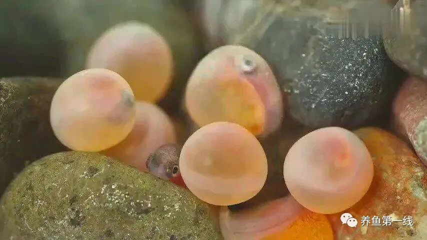 1763433655964008.jpg 13.jpg