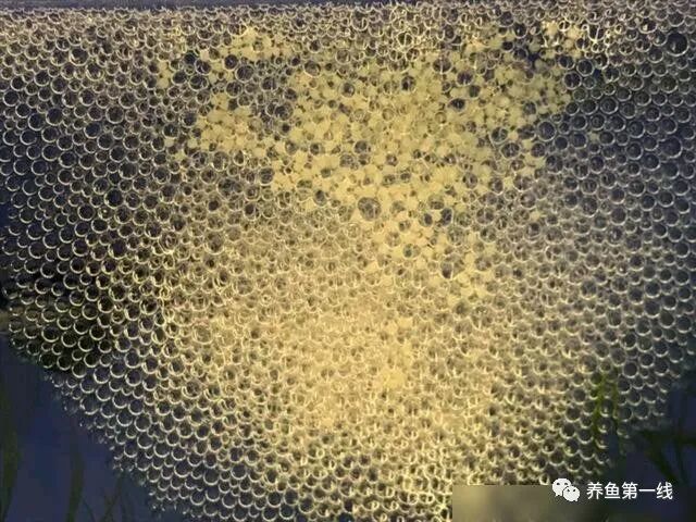 1763433666563585.jpg 14.jpg