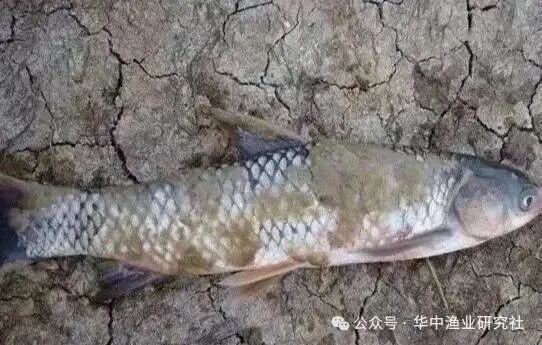 1763521789675958.jpg 78db3f36d3096c8a9594b6cdfcfb938e.jpg