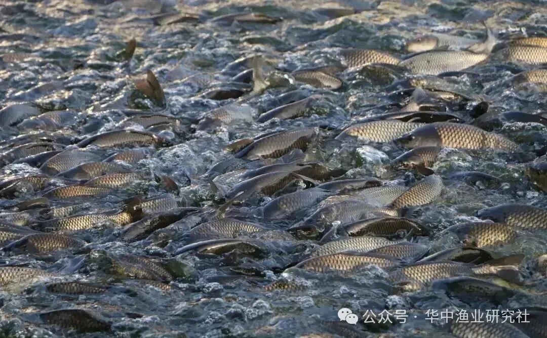 1763607611505163.jpg 1.jpg