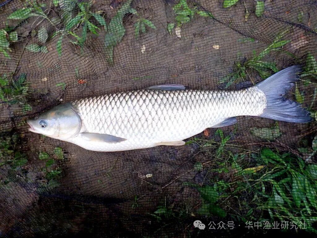 1763607652913384.jpg 3.jpg