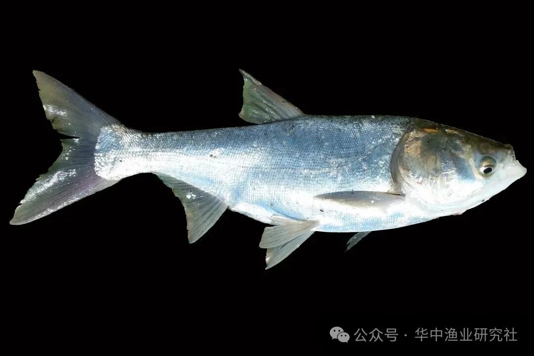 1763607669426297.jpg 4.jpg