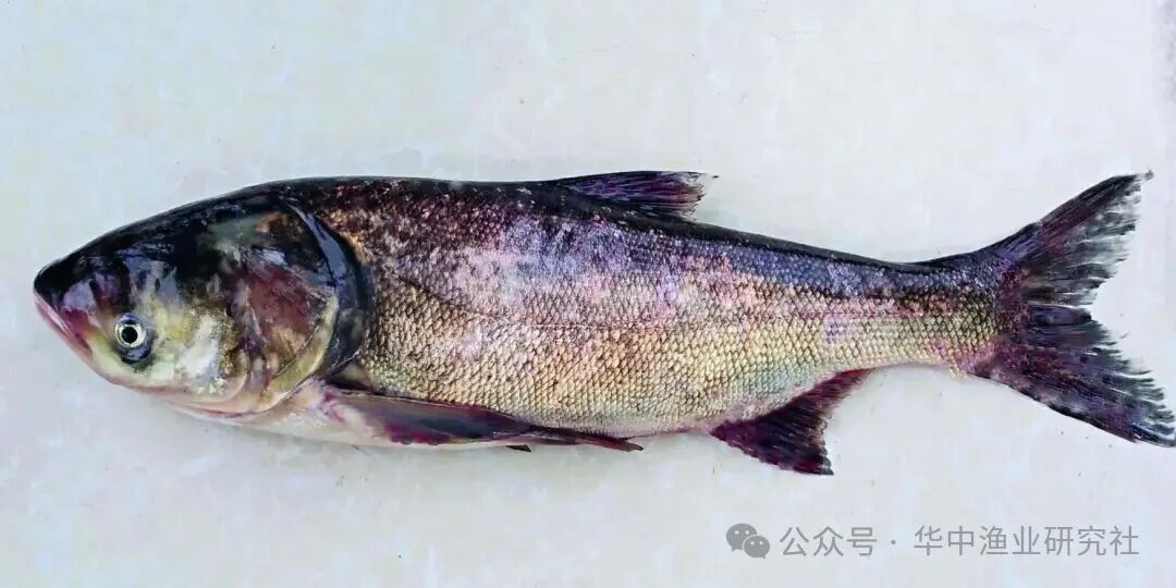 1763607684194607.jpg 5.jpg