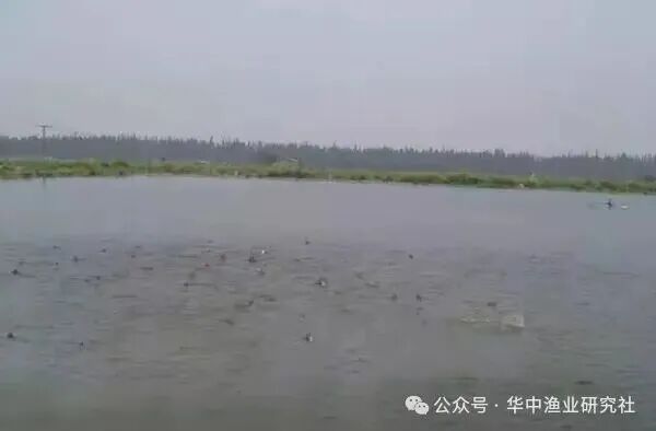 1763953680435658.jpg 1.jpg