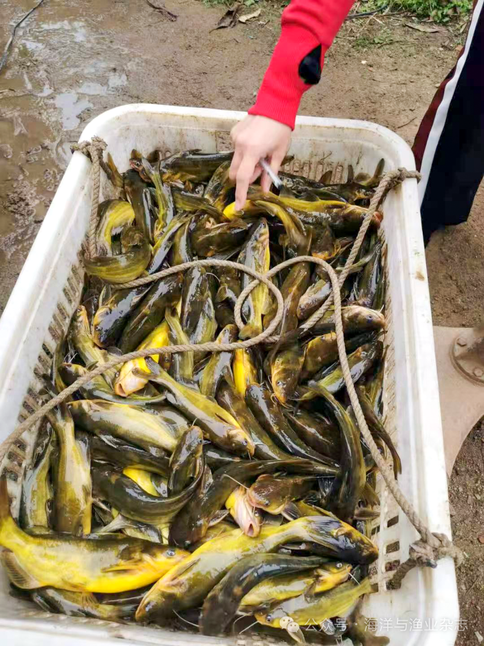 1764038406966670.png 4.png