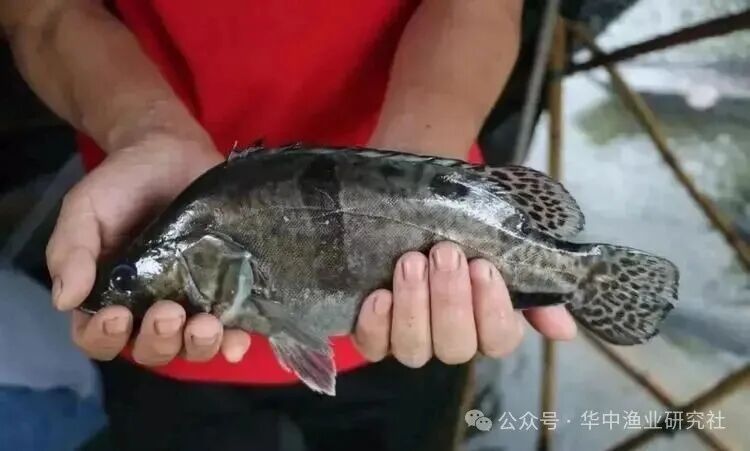 1764297210377733.jpg 1.jpg