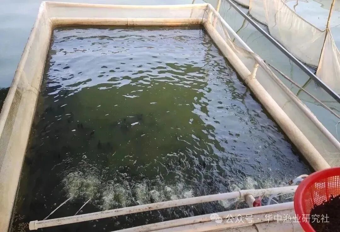 1764297297990591.jpg 6.jpg