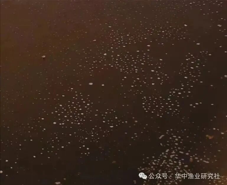 1764643888900043.jpg 6.jpg