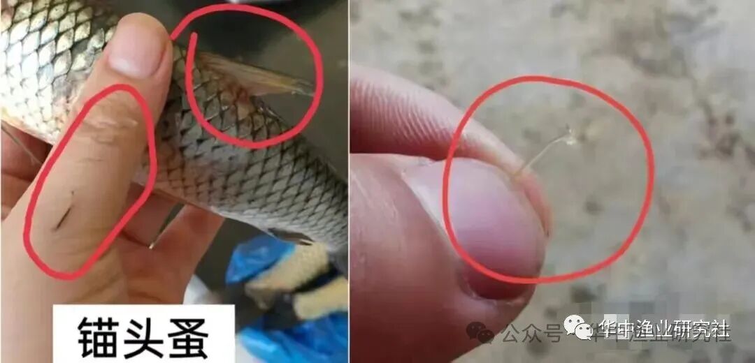 1764731191850665.jpg 454f620b3e6ca056f880bb5965f55d46.jpg