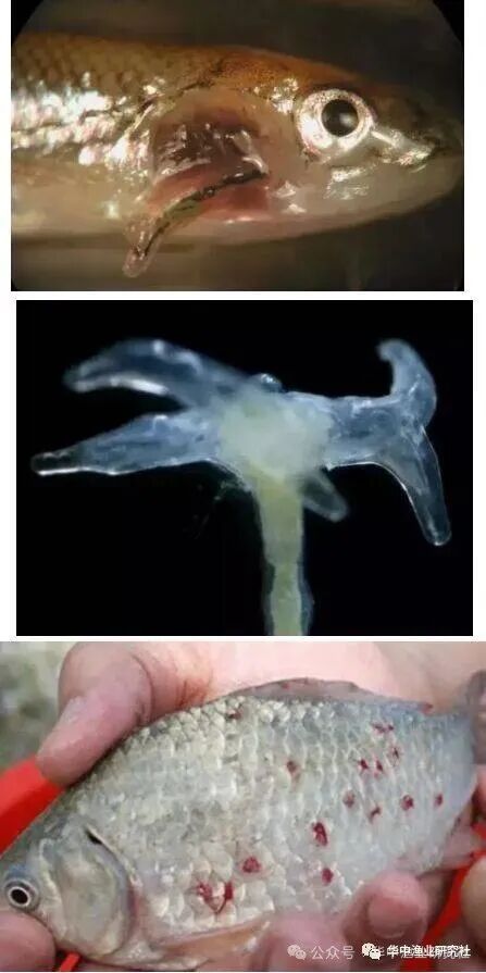 1764731244722572.jpg 8f39ff74f6386c1bbc921dc224ea5b9e.jpg