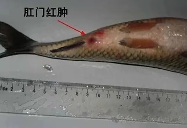 1764901451583444.jpg 2.jpg